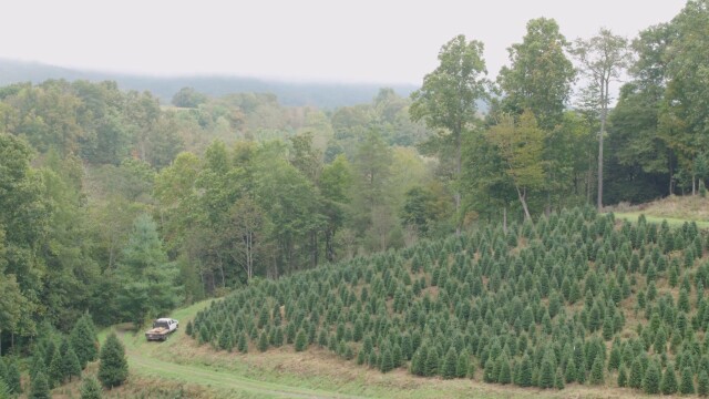 Larry's Tree: A Christmas Journey to the White House