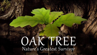Oak Tree: Nature's Greatest Survivor