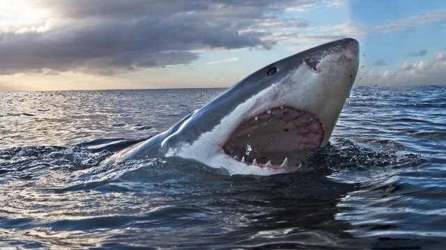 Air Jaws: Walking With Great Whites