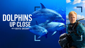 Dolphins Up Close with Bertie Gregory