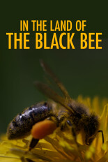 In The Land of The Black Bee