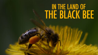 In The Land of The Black Bee