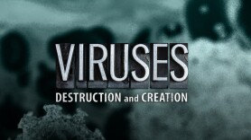 Viruses: Destruction and Creation