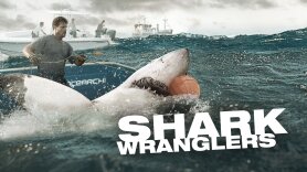 Shark Wranglers