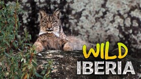 Wild Iberia