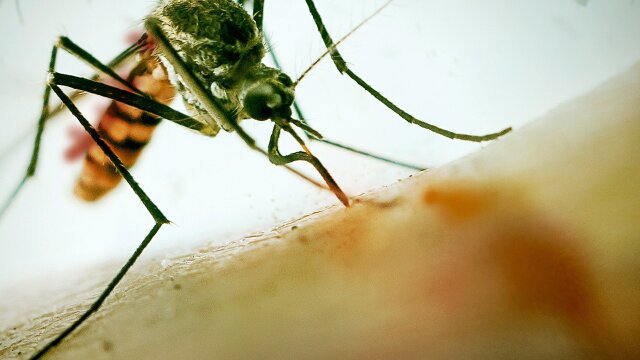 Mosquito!