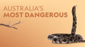 Australia's Most Dangerous