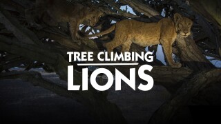Tree Climbing Lions