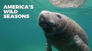 America's Wild Seasons