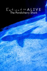 Extinct or Alive: The Pondicherry Shark