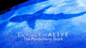 Extinct or Alive: The Pondicherry Shark