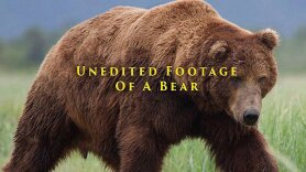 Unedited Footage of a Bear