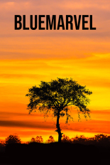 BlueMarvel