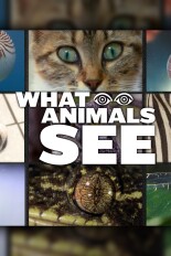 What Animals See