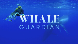 Whale Guardian