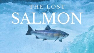 The Lost Salmon
