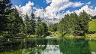 Follow the Blooms
