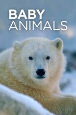 Baby Animals