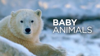Baby Animals