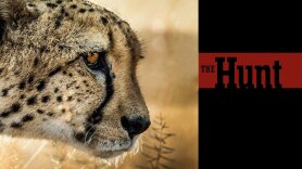 The Hunt