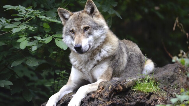 The Wolf: Marine Mammal Evolution Unfolding