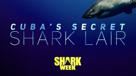 Cuba's Secret Shark Lair