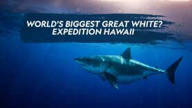 World's Biggest Great White? Expedition Hawaii