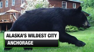 Alaska's Wildest City: Anchorage