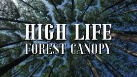 High Life: Forest Canopy