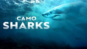 Camo Sharks