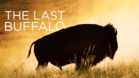 The Last Buffalo