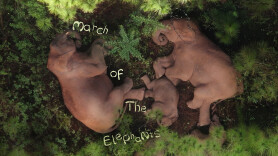 March of the Elephants