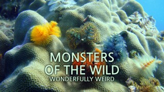 Monsters of the Wild: Wonderfully Weird