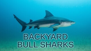Backyard Bull Sharks