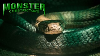 Monster Constrictors