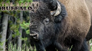 The Last Buffalo