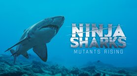 Ninja Sharks 2: Mutants Rising