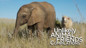 Unlikely Animal Friends Compilations