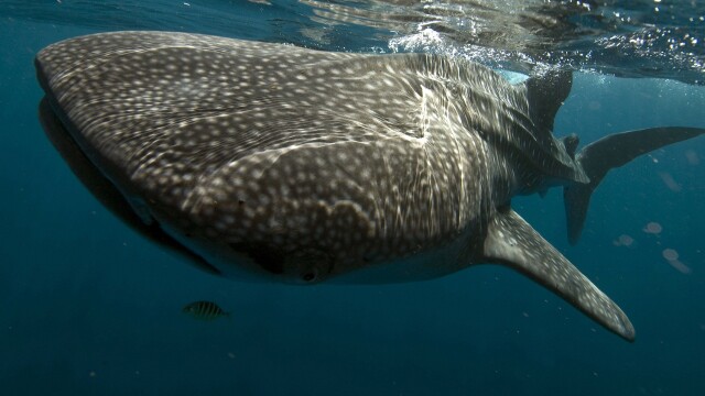 Whale Shark