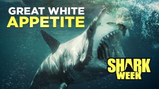 Great White Appetite