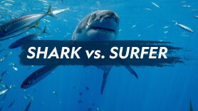 Shark vs. Surfer