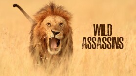 Wild Assassins