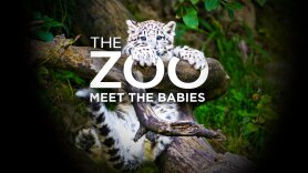 The Zoo: Meet the Babies