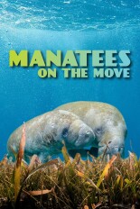 Manatees On The Move