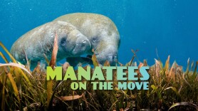 Manatees On The Move