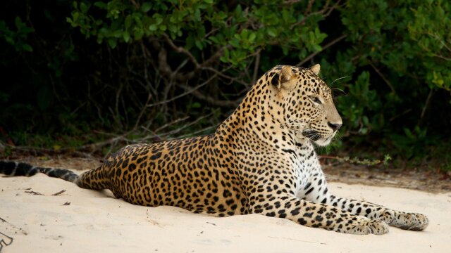 Wild Sri Lanka