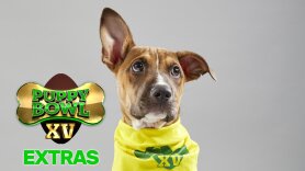 Puppy Bowl XV: Extras