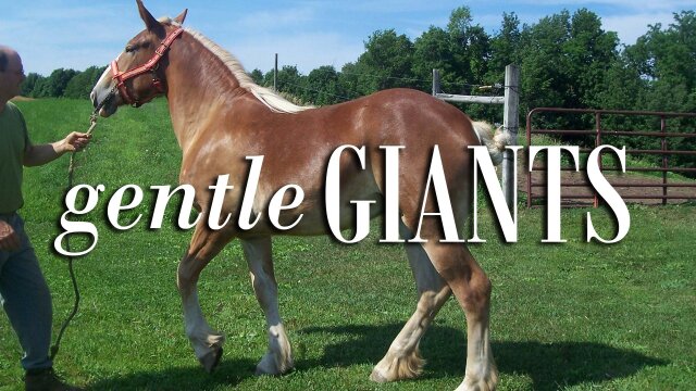 Gentle Giants