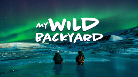 My Wild Backyard