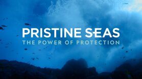 Pristine Seas: The Power of Protection